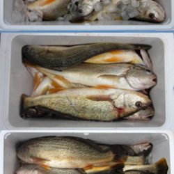 来温丸(らいおんまる) 釣果