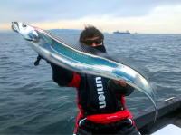 オーシャンマスター 釣果