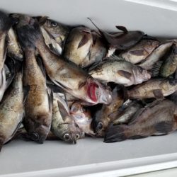 オーフリー 釣果