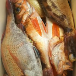 モンロー号 釣果