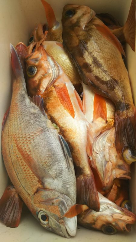 モンロー号 釣果