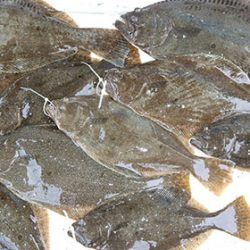 松本釣船２ 釣果