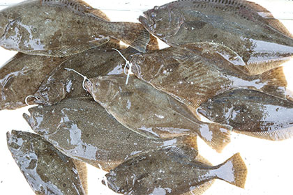 松本釣船２ 釣果