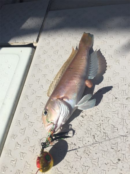 マタウマリンサービス 釣果