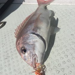 マタウマリンサービス 釣果