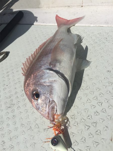 マタウマリンサービス 釣果