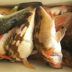 モンロー号 釣果