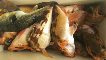 モンロー号 釣果