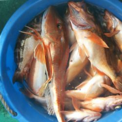 モンロー号 釣果