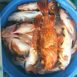 モンロー号 釣果