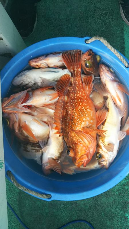 モンロー号 釣果