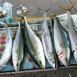 明神釣船 釣果
