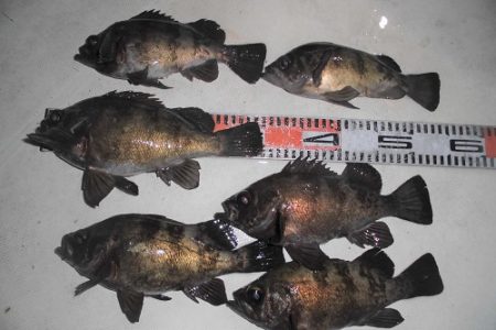 ルアー船マヒマヒ 釣果