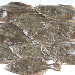 松本釣船２ 釣果