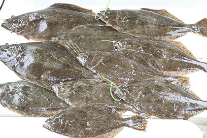 松本釣船２ 釣果