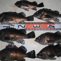 ルアー船マヒマヒ 釣果