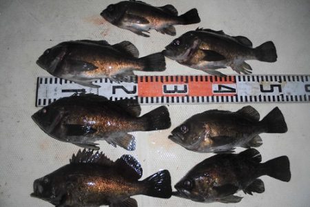 ルアー船マヒマヒ 釣果