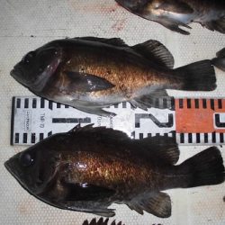 ルアー船マヒマヒ 釣果