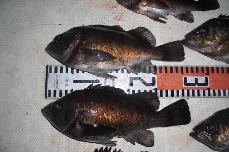 ルアー船マヒマヒ 釣果