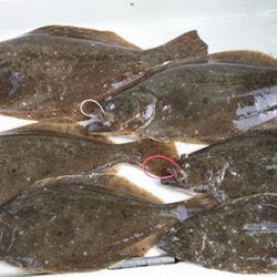 松本釣船２ 釣果