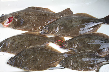 松本釣船２ 釣果