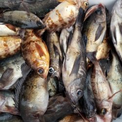 オーフリー 釣果