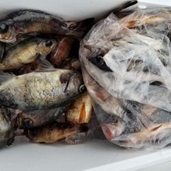 オーフリー 釣果