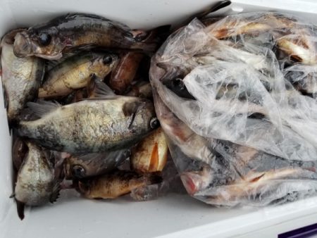 オーフリー 釣果