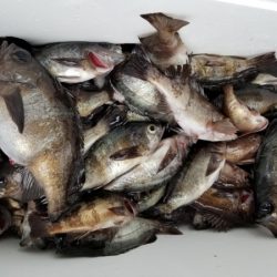 オーフリー 釣果