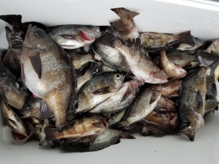 オーフリー 釣果