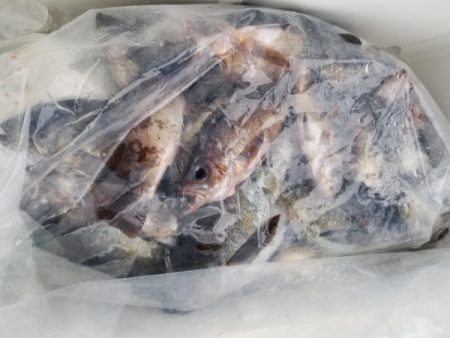 オーフリー 釣果