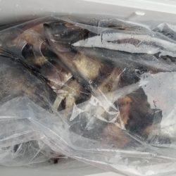 オーフリー 釣果