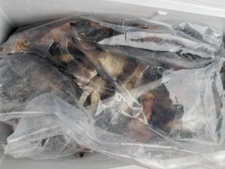 オーフリー 釣果