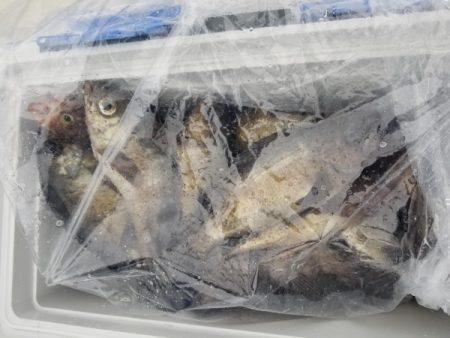 オーフリー 釣果