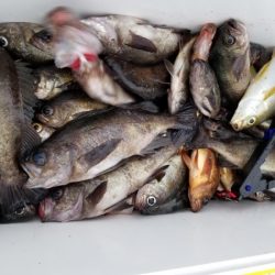 オーフリー 釣果