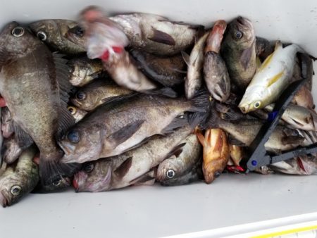 オーフリー 釣果