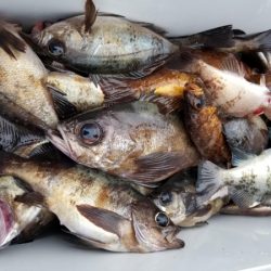 オーフリー 釣果