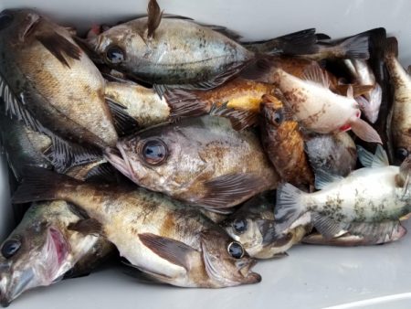 オーフリー 釣果