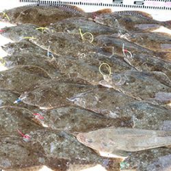 松本釣船2 釣果