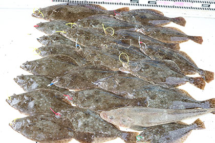 松本釣船2 釣果