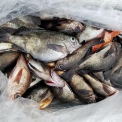 オーフリー 釣果