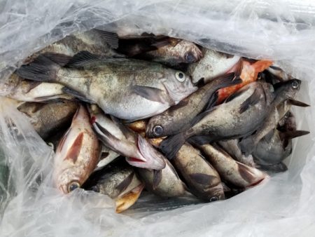 オーフリー 釣果