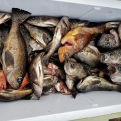 オーフリー 釣果