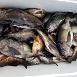 オーフリー 釣果