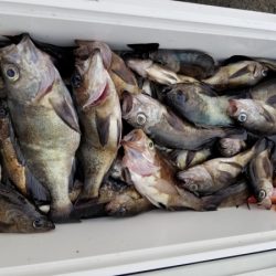 オーフリー 釣果