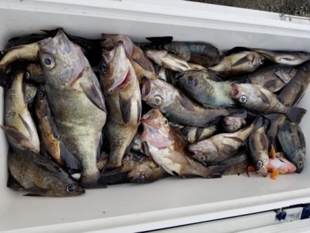 オーフリー 釣果