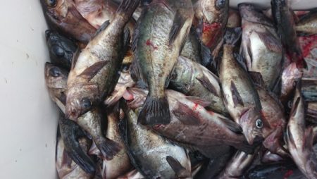 オーフリー 釣果