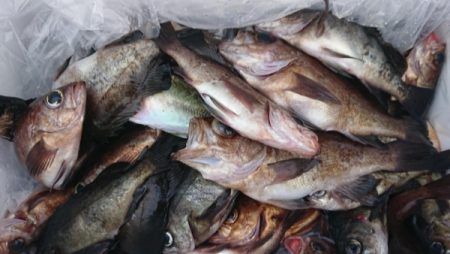 オーフリー 釣果