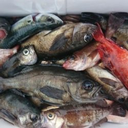 オーフリー 釣果