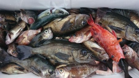 オーフリー 釣果